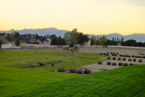 soccer field sod installation soccer field sod installation